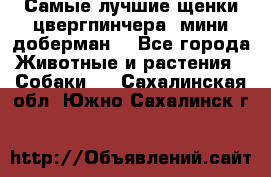 Самые лучшие щенки цвергпинчера (мини доберман) - Все города Животные и растения » Собаки   . Сахалинская обл.,Южно-Сахалинск г.